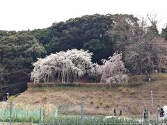 4.奥山田のしだれ桜 (岡崎市奥山田町) 撮影日3/28
樹齢1300年とも言われるエドヒガンの古木です。
別に旅行記書きました。詳しくはこちらをどうぞ。
https://4travel.jp/travelogue/11746274