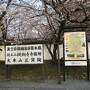 米子駅から高速バスで、京都、醍醐寺桜観光