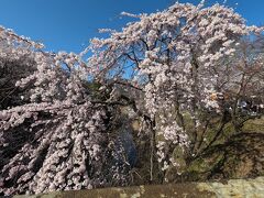 上田城址公園の二の丸橋付近です。立派な桜です。