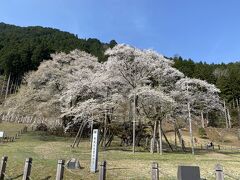 根尾谷淡墨桜。

樹齢1300年。
儚い雰囲気の美しさです。