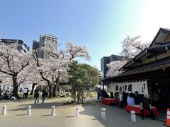 明治20年創業の源吾茶屋も桜に囲まれて賑わっている