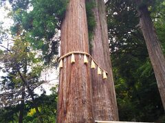 日枝神社へ。
隣接する修禅寺の鬼門にあたるとされ、もとは修禅寺の山王社で弘法大師の建立といわれており、神仏分離令により分離されました神社です。境内には「一位樫」や２本の杉の根元が一つになっている「夫婦杉」がそびえており、厳かな雰囲気と合わせて、樹木のパワーを感じられスポットです。


