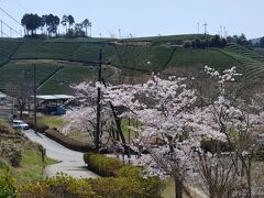 次の目的地・和束へ、ナビ通りに走って行ったら細い山道でなかなかスリリングだった。階段状に美しく整備された茶畑の間に桜が点在。