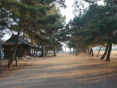 ●志島ヶ原＠綱敷天満神社境内

海へと抜ける松林。
朝の散歩、清々しいです。