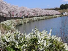 桜のピンクとユキヤナギの白のコラボが美しいね。