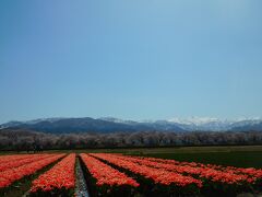 真っ青な空。
白く雪を戴く立山連峰の山並み。
舟川沿いの堤防のサクラはこの日やっと５分咲き。
眼前の赤みの強いオレンジ色のチューリップ。
確かに綺麗ではある。