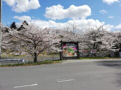 お腹も満たしたので羊山公園に向かいます。
桜がとても綺麗です。