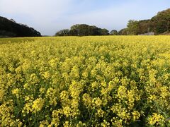 翌朝の最初の目的地は、佐世保にいくつもある展望台の中でも人気の高い、「展海峰」です。日中は混雑しているかもしれないと思い、朝早くにホテルをチェックアウトし、真っ先に向かいました。展海峰は今の時期、海の景色に加えて、この広大な菜の花畑も大きな見どころになっています。視界が一面に黄金色に染まる、見事な風景です。