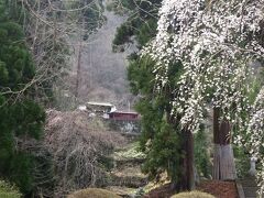 6日14時ごろの妙義神社です。桜がほぼ満開でした。4日の草津は雪、群馬といっても随分気候に差があるようです。