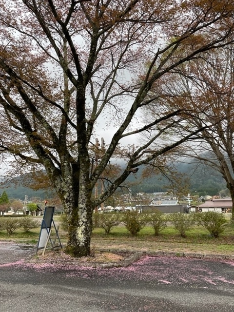 さすがに桜はすでに散っていました。