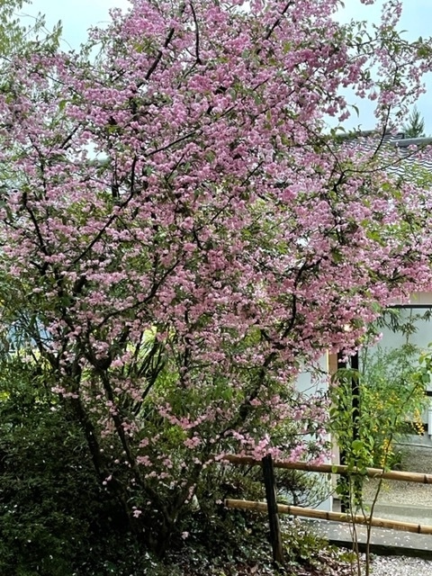 花街道という種の花ということです。