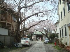 東勝寺跡腹切りやぐらから7分程歩き、妙隆寺へ到着しました。
桜が咲いていますが、駐車中の自動車がありきれいな写真が撮れず。