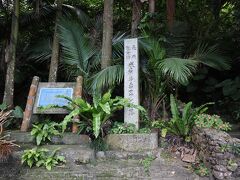 車で約10分（6km弱）の米原のヤエヤマヤシ群落に来ました。
ヤエヤマヤシは石垣島と西表島だけに分布する国有種だそうです。
