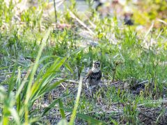 先日行った浅草では車じゃなかったら
階段もなんのそので
歩いてくれたんだけどなぁー

車だと甘えちゃうのね。
っってなんだっけこの鳥。

ツグミ。