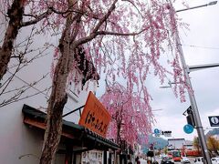 パティオ大門の北側の枝下桜。