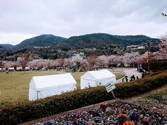 地附山の中腹にも桜が見えます。