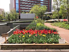 東京・港区芝浦　複合施設『田町グランパークプラザ』の敷地に咲く
チューリップの写真。