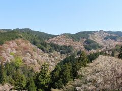 人でごった返す参道を歩いて「吉水神社」に到着。”一目千本”の名の通り、視野120°くらいが皆桜、しかも様々な色が混ざっているのでずっと居ても見飽きない。しかし後ろからどんどん人が来るのですぐにどかなければならないプレッシャーがかかる。
