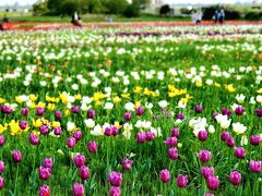 足立区都市農業公園。こちらは我が家から車で20～30分、
河川敷花壇に、チューリップ畑。
