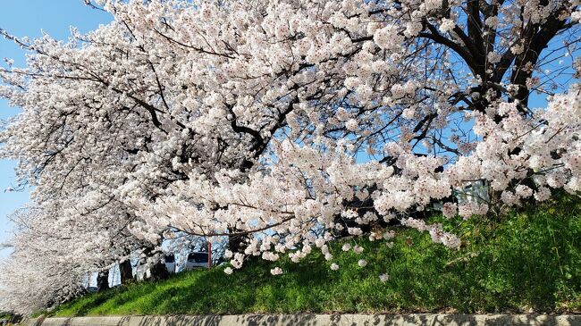 開店祝い 2022年桜だより・久御山東一口巨椋池排水機場前川堤桜並木・2 絵画