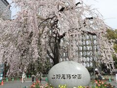 西郷さんの銅像に近い御徒町側の公園入口　しだれ桜が満開