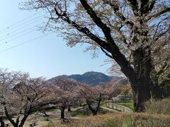 コンプリートの余韻を楽しみながら、眺めの良い津久井湖城山公園でひと休み。オギノパンをパクリ。
ほとんどが見頃を過ぎてしまった桜だが、野鳥のさえずり、湖畔を渡ってくるそよ風が心地よい。