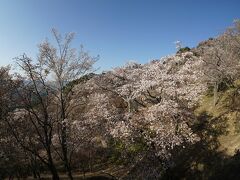 そこから坂道をｶﾞﾝｶﾞﾝ登ると有名な吉野の山桜が見えてきました。