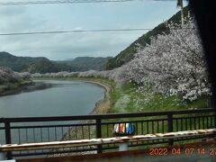 途中の青野川桜まつりは・・・？