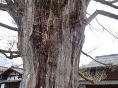 大銀杏　1200年前から？