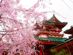 桜って、ソメイヨシノや河津桜などいろいろたくさん種類があって、正直その中のごくごく一部しか私も知らないんですが、それでもこの八重紅枝垂桜ちゃんがダントツ一番でかわいいのです。