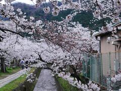 哲学の道の桜も見たかったし、まぁいっか♪と自分に言い聞かせてみます。
ソメイヨシノがちょうど見ごろでした。
初めて哲学の道に来たんですが、手すりも何もないんですね。