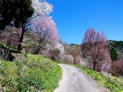 つづら折りの道の両脇はどこまでも桜です。