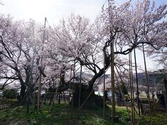 神代桜の後ろに南アルプスの山が見えます