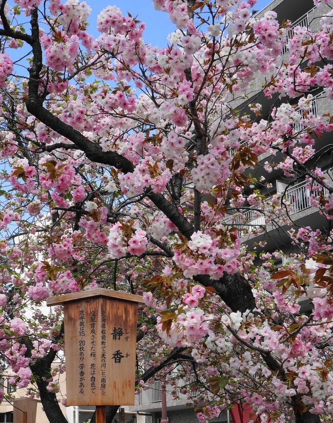 10］造幣局「桜の通り抜け」』大阪城・京橋(大阪)の旅行記