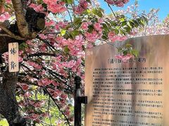 造幣局の桜は、明治の初めに藤堂藩の蔵屋敷から移植され、品種が多いばかりでなく、他では見られない珍しい里桜が集められていました。
明治16年、時の造幣局長（遠藤謹助）の「局員だけの花見ではもったいない、大阪市民の皆さん方と共に楽しもうではないか」との提案により、満開時の数日間、構内川岸の桜並木の一般開放が始まりました。
