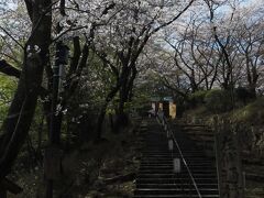 三井寺に着きました。

正式な順路の逆になりますが
先に観音堂に参拝することにしました。

急な石段を一歩一歩登っていきます。
マスク越しで息が上がりますが
両脇の桜に励まされます('◇')ゞ