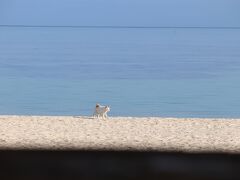 さてさて見どころがけっこうあるらしい竹富島。
次はコンドイビーチへ。

東屋でぼーっと海を眺めていると遠くの猫がこっちを見ていた。

ずん