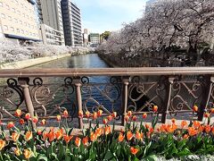 公園通り橋
桜満開