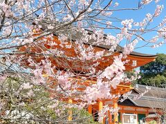 3/27
最初に上賀茂神社まで行きました。
いつもは静かな境内ですが桜が咲いた日曜日だったので、
駐車場に入るのにも時間がかかりました。
