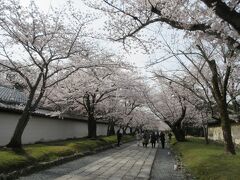 醍醐寺到着。
境内に向かう参道は、まさに桜のトンネルでした。
