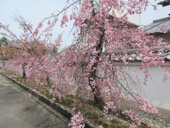 色の濃いが咲く紅枝垂桜がきれいな勧修寺参道。