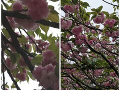途中の公園で八重桜が見れました