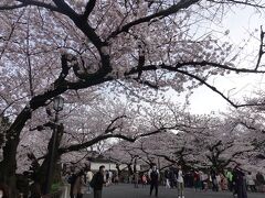 この坂を上って田安門に向かいます。
桜はちょうど見頃です。