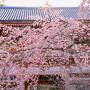 京都初心者が巡る古都の春（１）