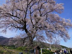 こんもりとした王仁塚（わに塚）に幹周り3.6m、樹高17mの大きな桜が１本あります。