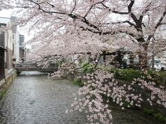 桜の枝が川にせり出して、見事な花を咲かせていました。
