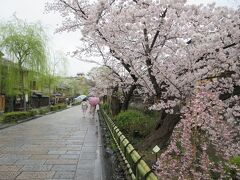 趣ある白川南通。
桜と柳のコラボが落ち着きを感じさせてくれました。
着物姿の観光客も多く、京都らしさが感じられるエリアです。
雨が似合う通りです。