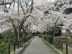 哲学の道
秋の紅葉や春の桜の名所として知られる散歩道です。銀閣寺周辺から熊野若王子神社まで続く2kmほどの小径で、道沿いには琵琶湖疏水から分かれた小川が流れていて、車が通れないためとても趣きがあります。