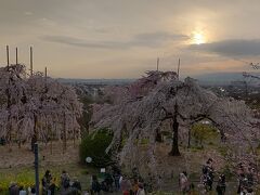 3/29
最初に宇治市植物公園しだれ桜夜間無料公開の桜。
3/19～3/31までの公開でした。



