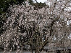 3/30
そして醍醐寺の門前にあるしだれ桜です。